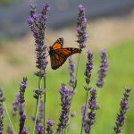 monarch butterfly on lavendar